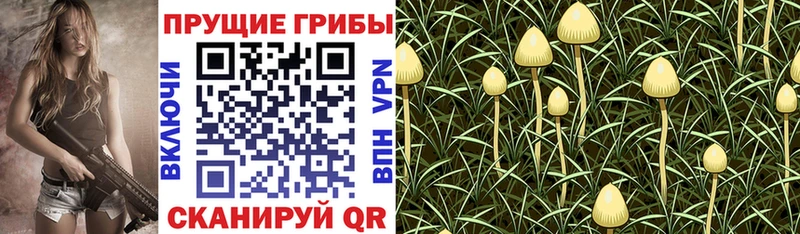 как найти   Саратов  Псилоцибиновые грибы Magic Shrooms 